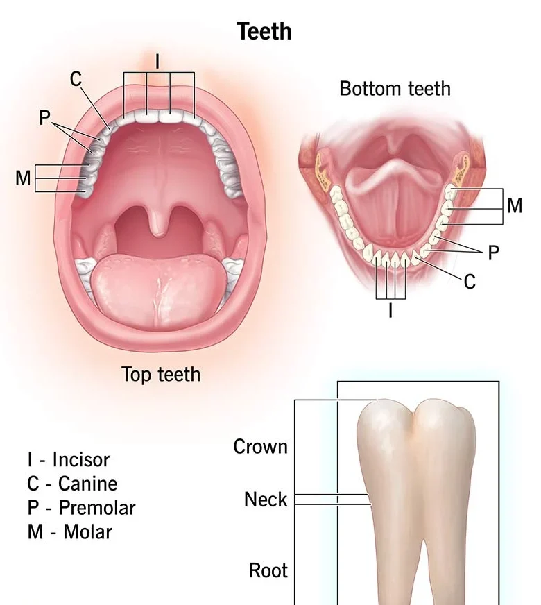 Molar Teeth